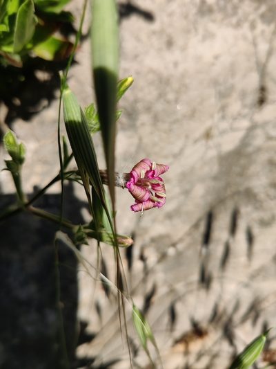 Silene fruticosa, photographed by Riccardo Rocca