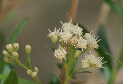 Baccharis salicifolia, photographed by Robert Webster