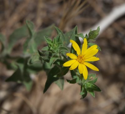 Heterotheca polothrix, photographed by Robert Webster