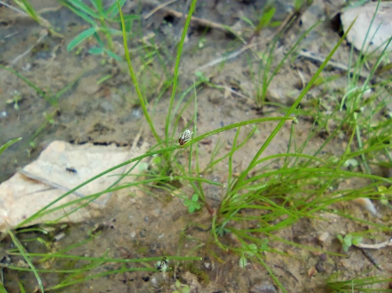 Isolepis setacea, photographed by Josep Gesti