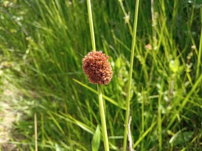 Juncus conglomeratus, photographed by Josep Gesti