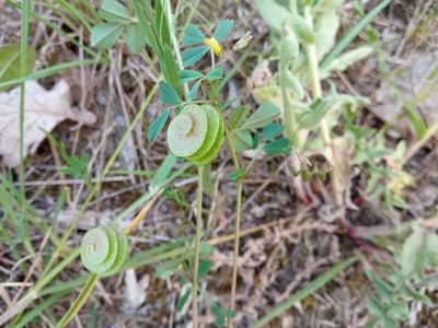 Medicago orbicularis, photographed by Josep Gesti