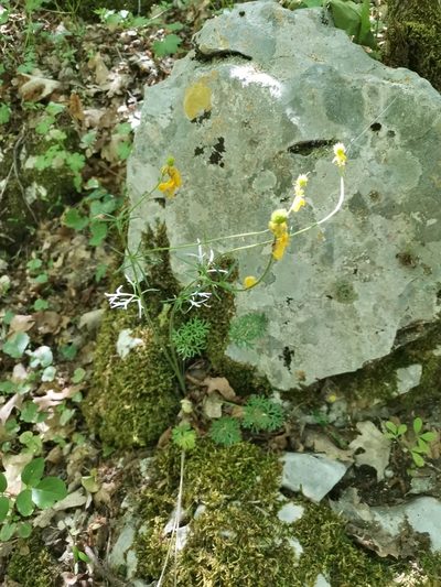 Ranunculus millefoliatus, photographed by Ljaž