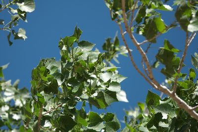 Populus fremontii, photographed by Robert Webster