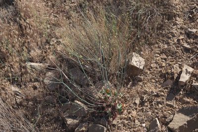 Eriogonum inflatum, photographed by Robert Webster