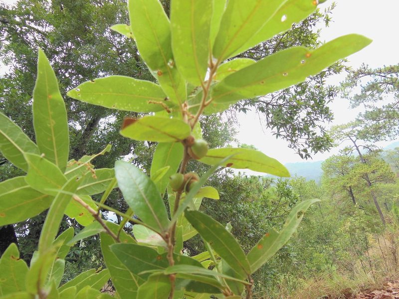 Quercus salicifolia, photographed by Neptalí Ramírez Marcial