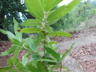 Quercus salicifolia, photographed by Neptalí Ramírez Marcial