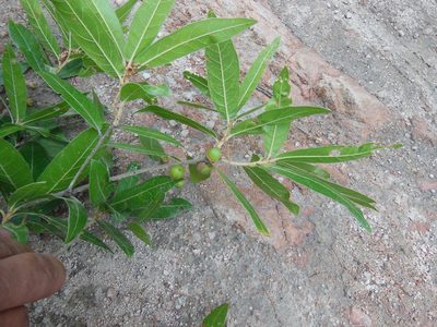 Quercus salicifolia, photographed by Neptalí Ramírez Marcial