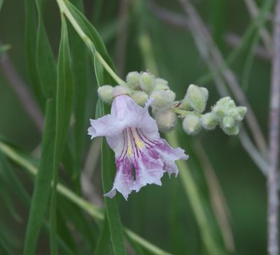Chilopsis linearis, photographed by Robert Webster