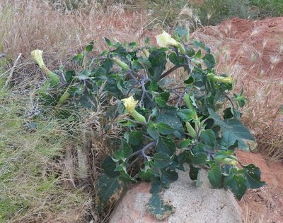 Datura wrightii, photographed by Robert Webster