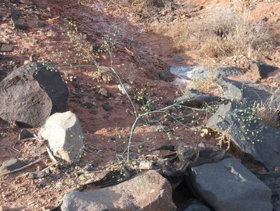 Eriogonum inflatum, photographed by Robert Webster