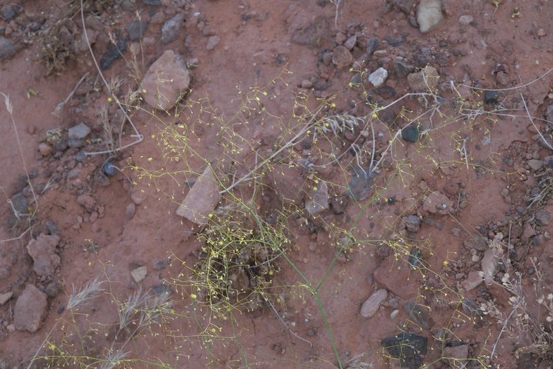 Eriogonum trichopes, photographed by Robert Webster