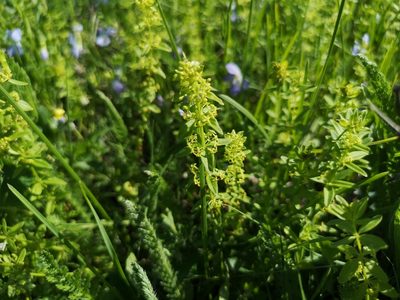 Cruciata glabra, photographed by Jens-Christian Svenning
