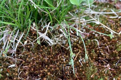 Carex deflexa, photographed by Quinten Wiegersma
