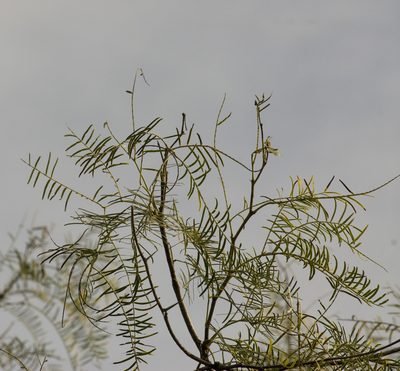 Neltuma chilensis, photographed by Nicolas Olejnik