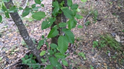 Carpinus caroliniana, photographed by Joseph Aubert