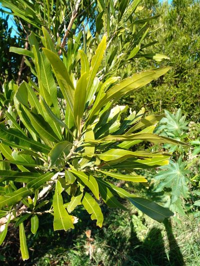 Labatia salicifolia, photographed by Claudia Gil