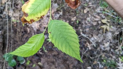 Ulmus americana, photographed by Joseph Aubert