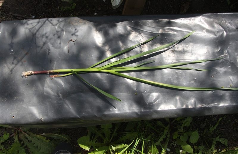 Allium sativum, photographed by Liubov Ilminska