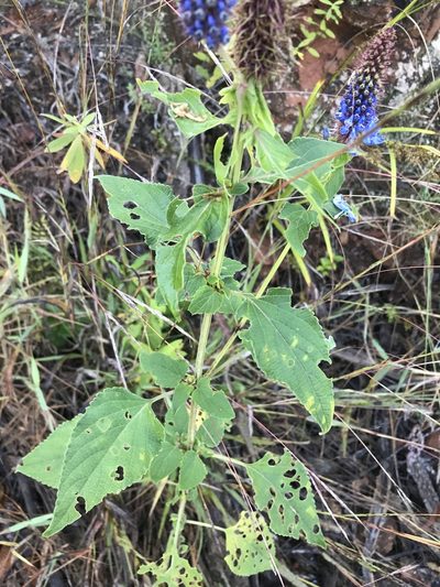 Coleus livingstonei, photographed by Ryan Donnelly