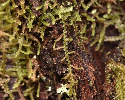 Lepidozia reptans, photographed by Braden J. Judson