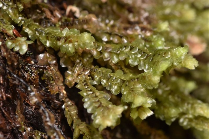 Scapania bolanderi, photographed by Braden J. Judson