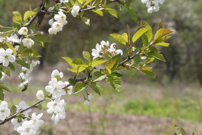 Prunus cerasus, photographed by Liubov Ilminska