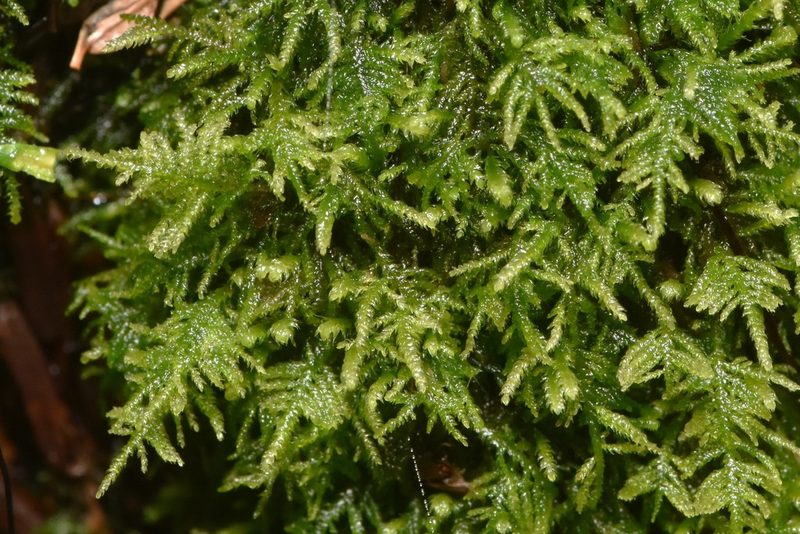 Heterocladium macounii, photographed by Braden J. Judson