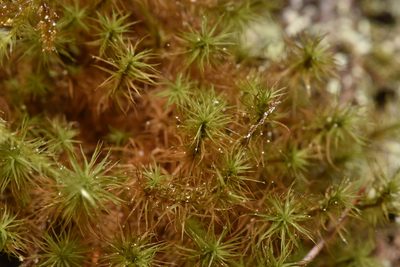 Bartramia pomiformis, photographed by Braden J. Judson
