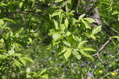 Prunus domestica, photographed by Liubov Ilminska