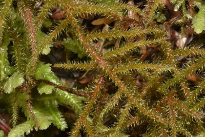 Rhytidiadelphus loreus, photographed by Braden J. Judson