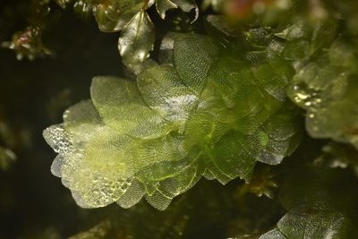 Hookeria lucens, photographed by Braden J. Judson