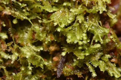 Bazzania denudata, photographed by Braden J. Judson