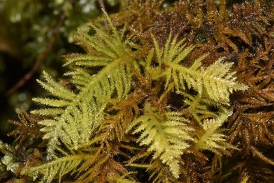 Kindbergia oregana, photographed by Braden J. Judson