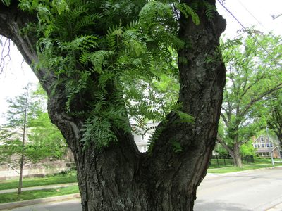 Gleditsia triacanthos, photographed by Zakqary Roy