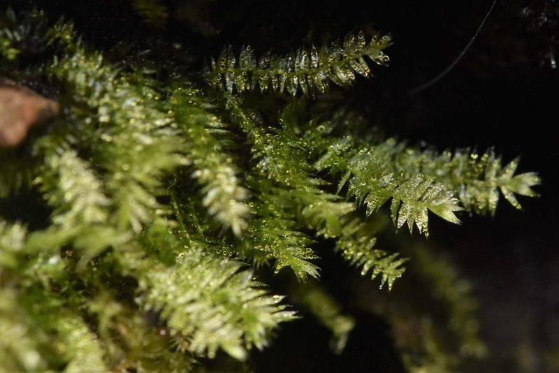 Pseudotaxiphyllum elegans, photographed by Braden J. Judson