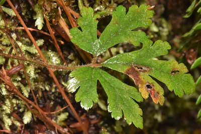 Tiarella trifoliata, photographed by Braden J. Judson