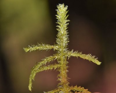 Neckera douglasii, photographed by Braden J. Judson