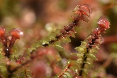 Scapania americana, photographed by Braden J. Judson