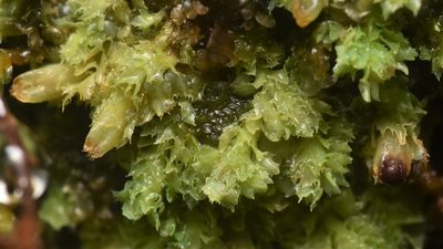 Schistochilopsis incisa, photographed by Braden J. Judson
