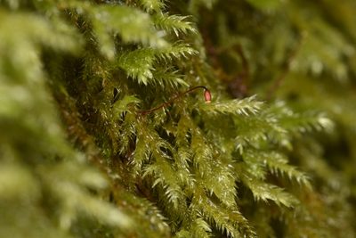 Pseudisothecium stoloniferum, photographed by Braden J. Judson