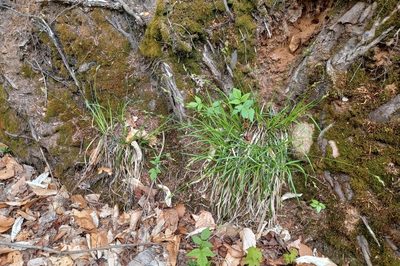 Carex communis, photographed by Quinten Wiegersma