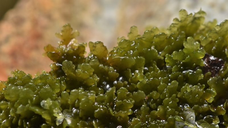 Riccardia latifrons, photographed by Braden J. Judson