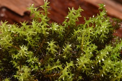 Dichodontium pellucidum, photographed by Braden J. Judson