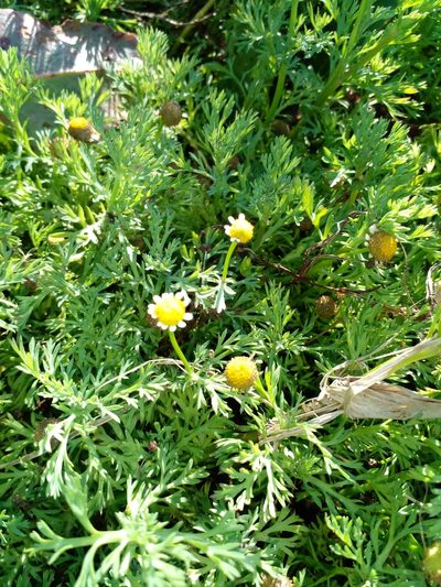 Cotula nigellifolia, photographed by Claudia Gil