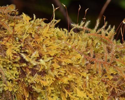 Stereodon subimponens, photographed by Braden J. Judson