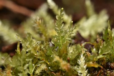 Tetraphis pellucida, photographed by Braden J. Judson