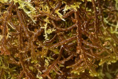 Porella navicularis, photographed by Braden J. Judson
