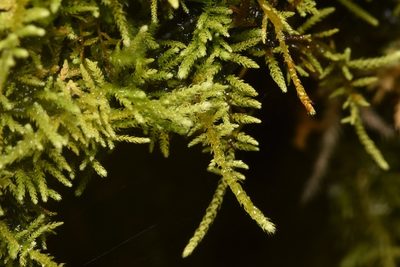 Claopodium crispifolium, photographed by Braden J. Judson