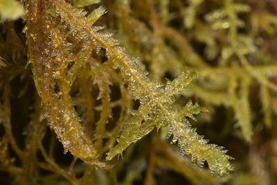 Neckera douglasii, photographed by Braden J. Judson